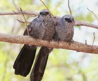 apostlebirds-mataranka-n-t_0