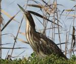 australasian-bittern   western-treatment-plant victoria