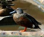 australasian-shoveler