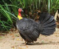 australian-brush-turkey-kuranda-qld