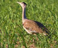 australian-bustard mt-carbine-qld