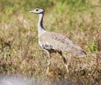 australian-busterd-mt-carbine-qld