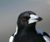 australian-magpie