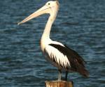 australian-pelican port-macquarie