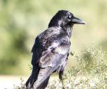 australian-raven mungo-national park