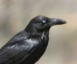 australian-raven   victoria