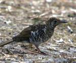 bassian-thrush tasmania