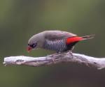 beautiful-firetail tasmania