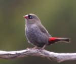 beautiful-firetail tasmania