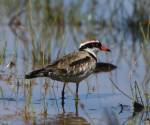 black-fronted-dotterel bowra-station qld