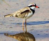 black-fronted-dotterel