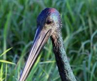 black-necked-stork