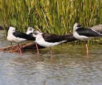 black-shoulderd-stilt