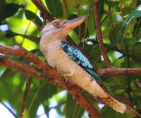 blue-winged-kookaburra   cooktown-fnq