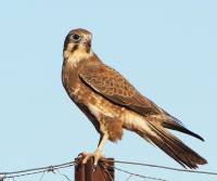 brown-falcon-on-the-dog-fence