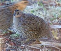 brown-quail-bowra-station-qld