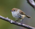 brown-thornbill