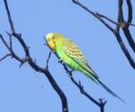 budgerigar bowra-station qld