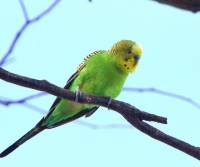 budgerigar-bowra-station