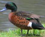 chestnut-teal