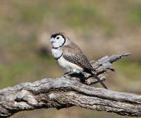 double-barred-finch