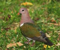 emerald-dove-palm cove-qld