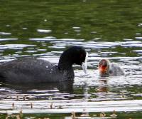 eurasion-coot-young