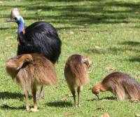 family-of-the-southern-cassowary   qld