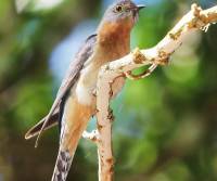 fan-tailed-cuckoo   qld