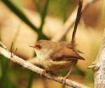 female-variegated-fairy-wren port-macquarie