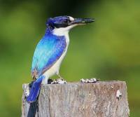 forest-kingfisher    qld