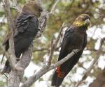 glossy-black-cockatoo kattang-np