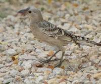 great-bowerbird-mataranka-n-t