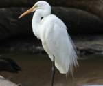 great-egret-coolart victoria