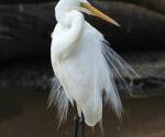 great-egret-coolart victoria