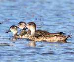 grey-teal bowra-station qld