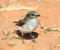 jacky-winter-bowra-station