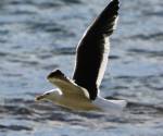 kelp-gull tasmania