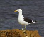 kelp-gull tasmania_