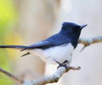 leaden-flycatcher-cattana-waters