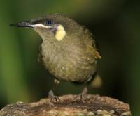 lewins-honeyeater-qld