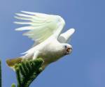 little-billed-corella port-macquarie