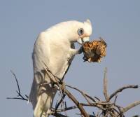 little-corella-cameron-corner-qld