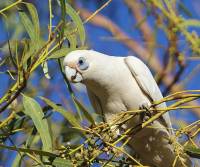 little-corella-renner-springs