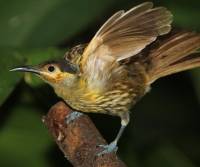 macleays-honeyeater-mt-lewis-qld