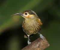 macleays-honeyeater qld