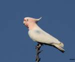 major-mitchells-cockatoo bowra-station-qld