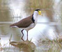 masked-lapwing (Spurwinged) bowra