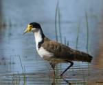 masked-lapwing bowra-station qld