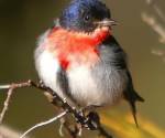 mistletoebird   near-mildura